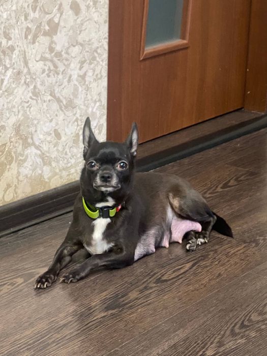 Продаж цуценят чихуахуа.