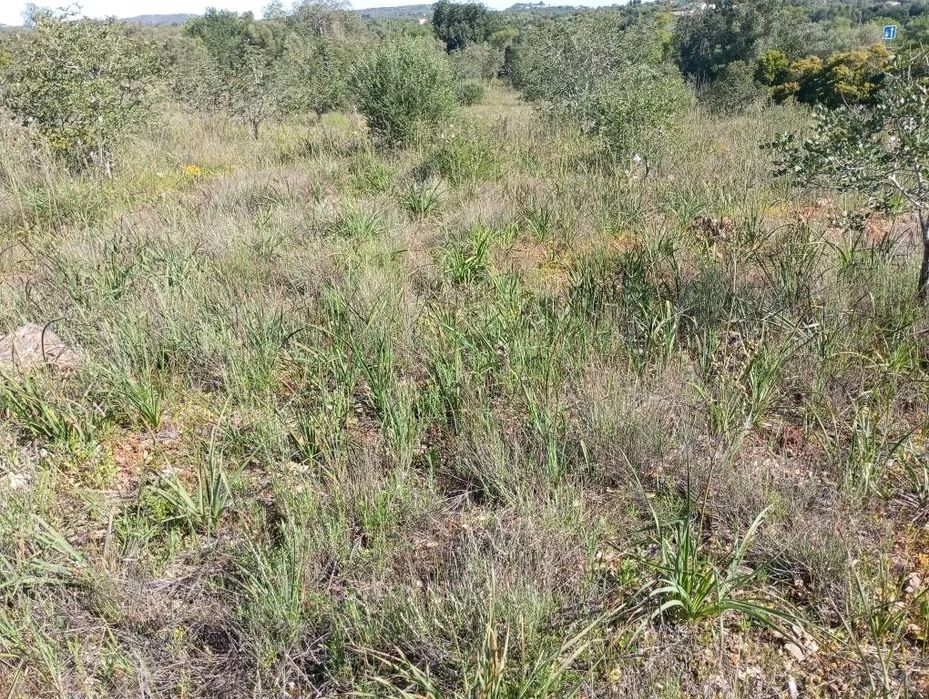 Terreno à venda no Mouricão
