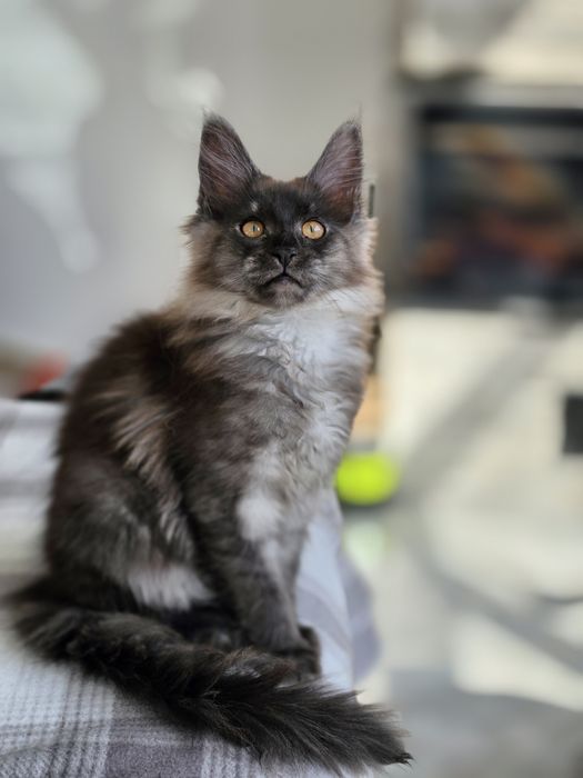 Елітне кошеня мейн-кун