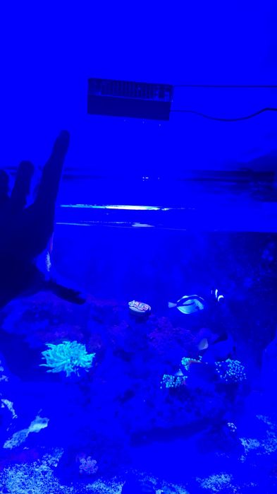 Iluminação aquario marinho