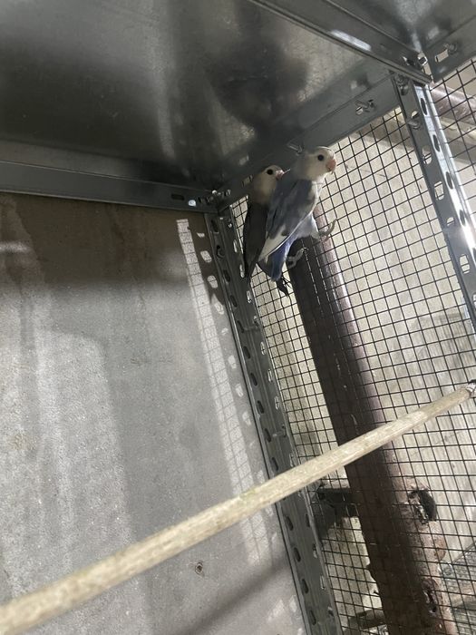 Agapornis para cedencia
