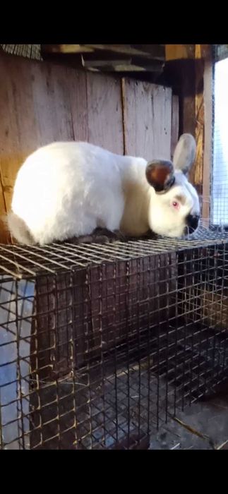 Кролі різних порід