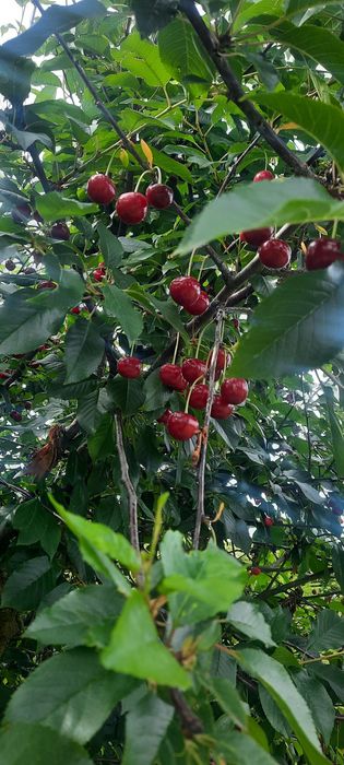 Działka ROD ,,NARWIK" Gdańsk-Stogi