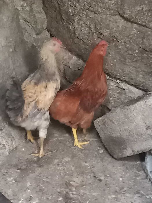 Vendo galos caseiros