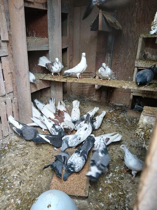 Gołębie likwidacja stada