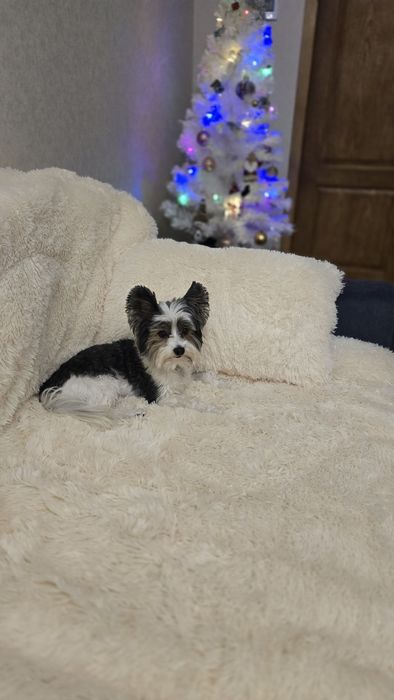 Пепедержка кошек, собак