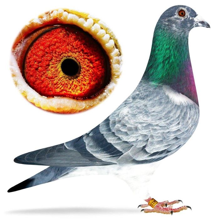 Gołębie Schellens,Drapa,Jansen,Van Dyck