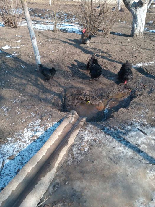 Декоративні кури