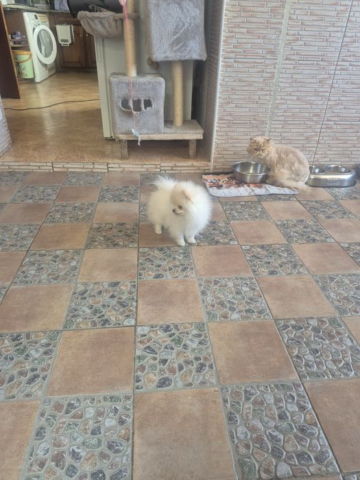Spitz Alemão Anão Fêmea Mini 4 Meses Com LOP e Afixo Criadora Registada PT 30