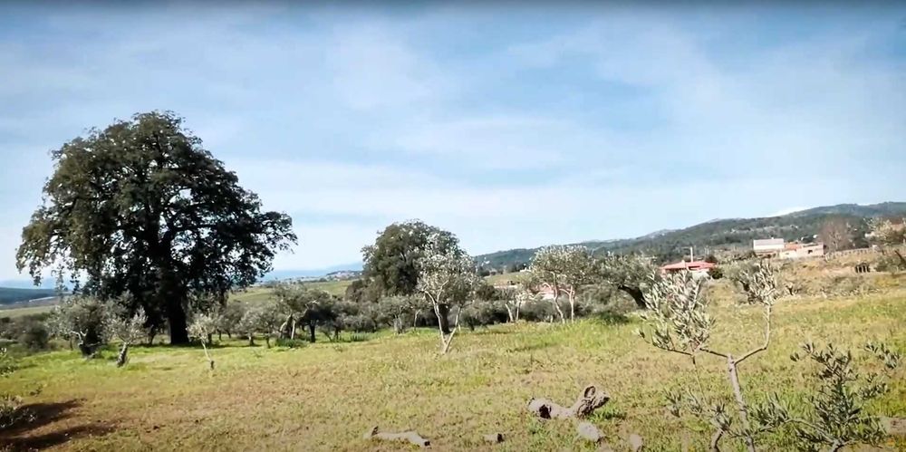 Terreno Rústico — Capinha, Fundão