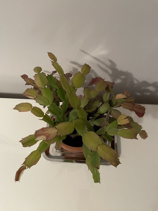 Grudnik (szlumbergera) – 10 lat, różowo-czerwone kwiaty
