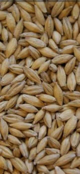 Sprzedam jęczmień jary