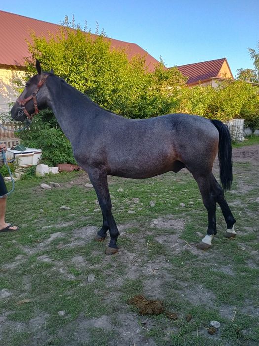 Sprzedam klacz + źrebaki ogierki 4 szt,roczniaki.