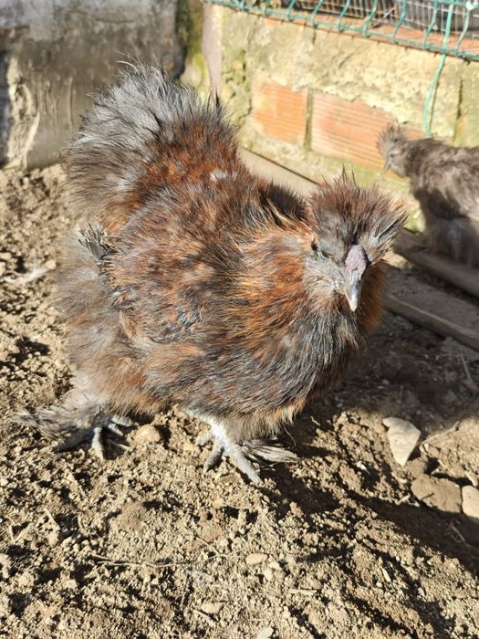 Galo Sedosa do Japão