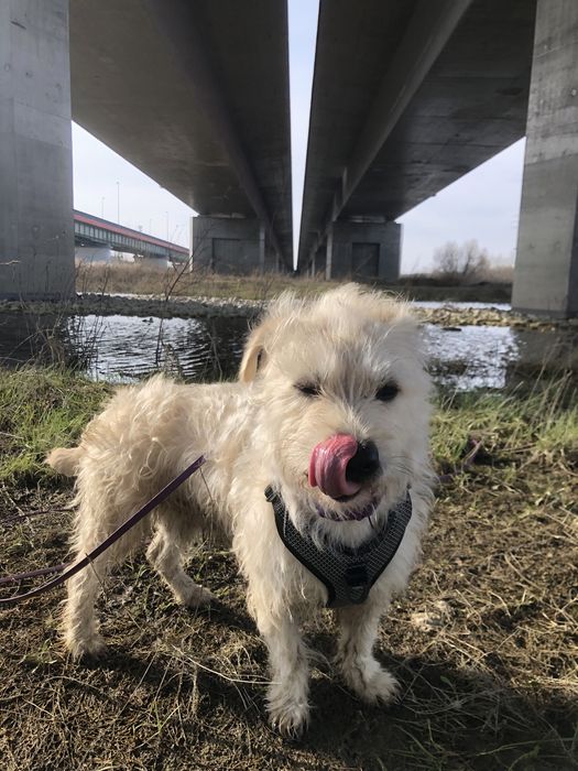 Niespełna roczny, 10kg Biszkopt szuka domu