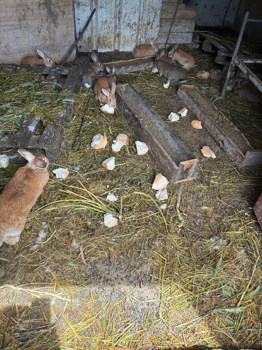 Coelhos vivos a escolher