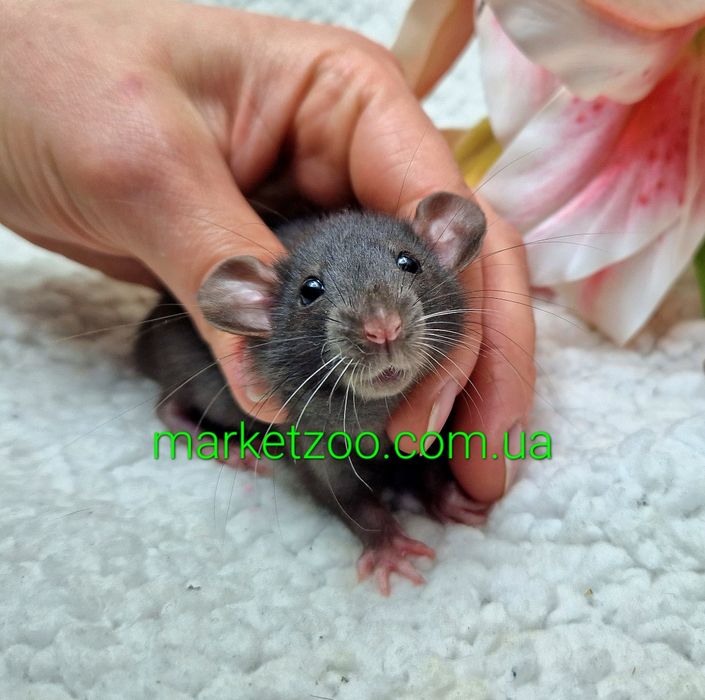 Крыски Дамбо и Дамбо рекс,крысы,крысята,щури,щуренята