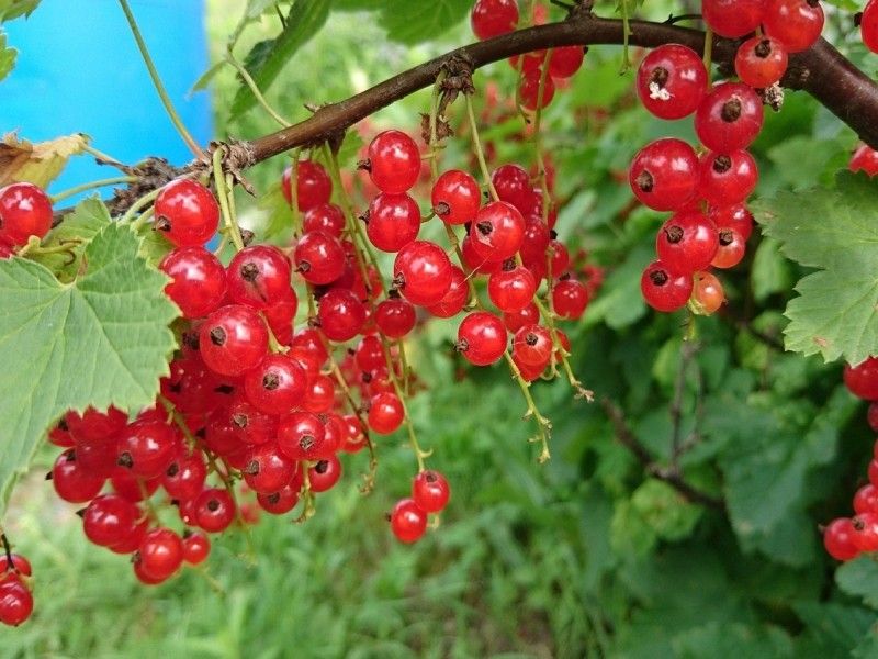 Sadzonki Porzeczki Czerwonej i Czarnej 3 letnie - Owocujące!