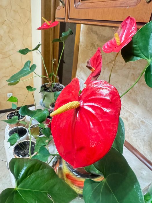 Антуріум червоний