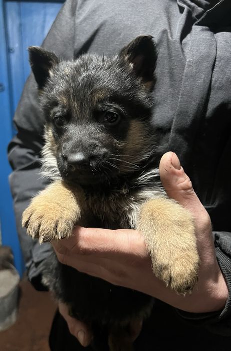 Продаються чистокровні цуценята німецької вівчарки