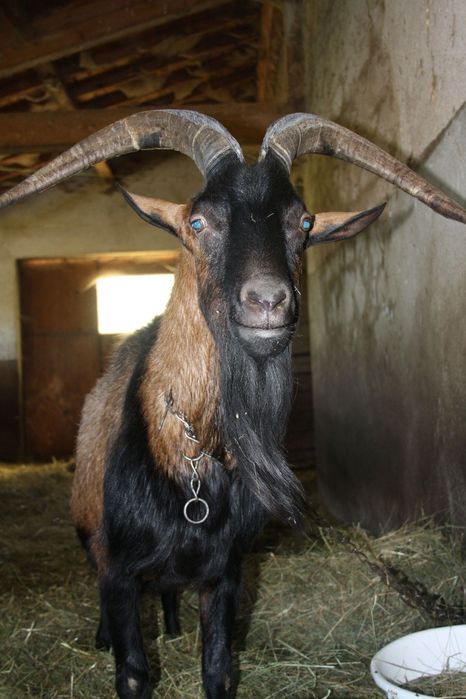 Віддам безкоштовно міцного гарного козла (цапа)