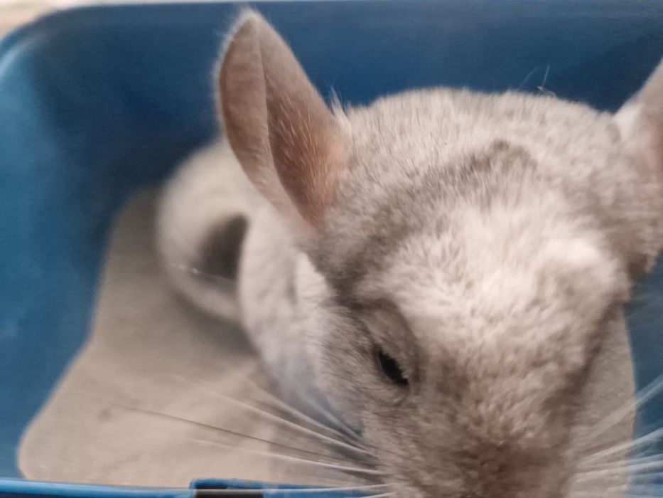 Witam sprzedam szynszyla  biały mozaika. Zapraszam do kontaktu