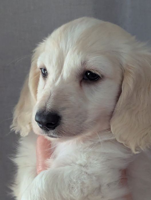 Хлопчик такса міні/кроль довгошерстний.