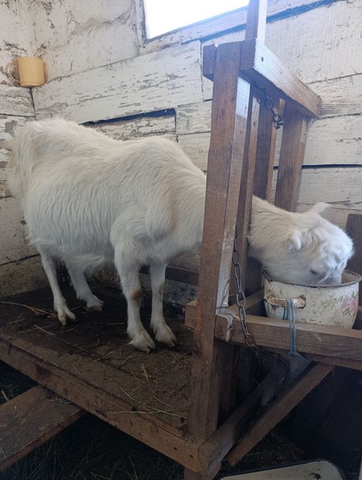 Коза дійна коротковуха