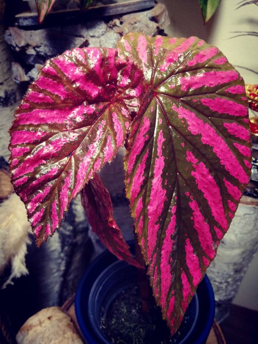 Begonia Brevirimosa RZADKOŚĆ roślina kolekcjonerska nie Monstera