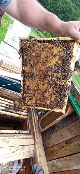 Бджолопакети карпатської породи