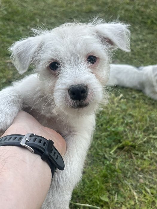Parson Russell Terrier