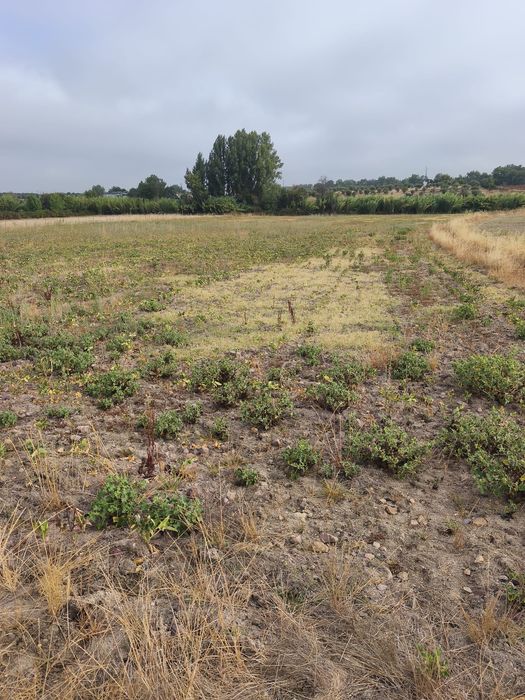 Vendo terreno de 2,5 hectares com regadio