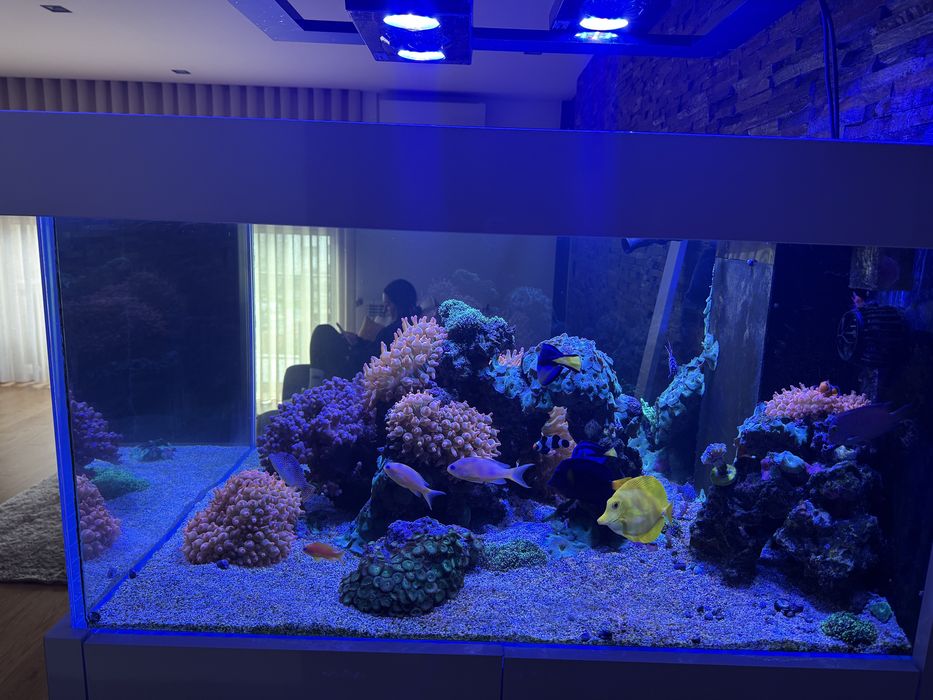 Iluminação aquario ecotech radion gen 3 pro