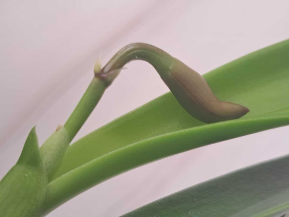 Орхидея  Горшок из бамбука для каттлеи орхидеи