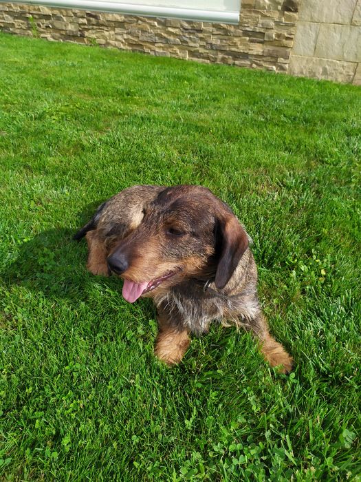 Такса самець жорстко шерстяний для в'язки, з документами