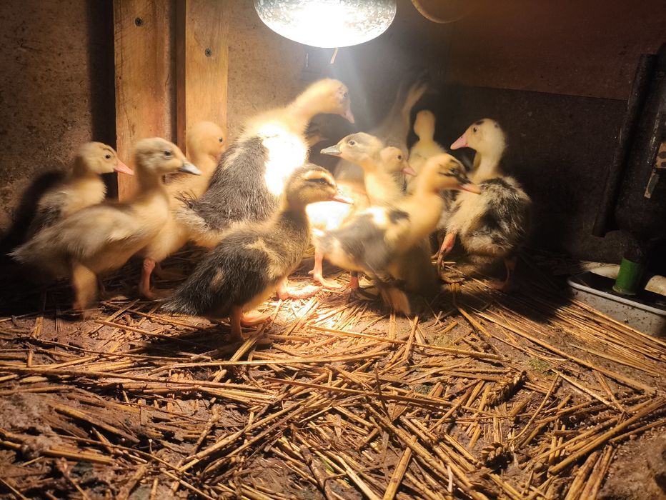 Kaczki biegusy indyjskie pisklaki