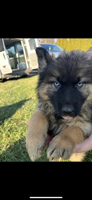 Owczarek niemiecki Husky