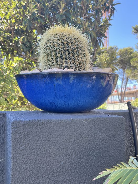 Cacto Echinocactus grusoni grande com vaso azul.