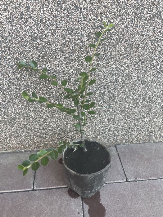 Спирея японская  голдфлейм, криспа и зелёный лист