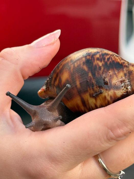 Sprzedam Archachatina marginata ovum XXL – – duży ślimak afrykański