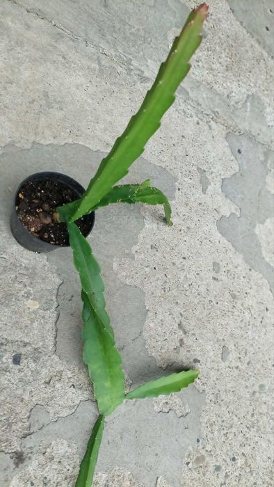 Epiphyllum Geysza.