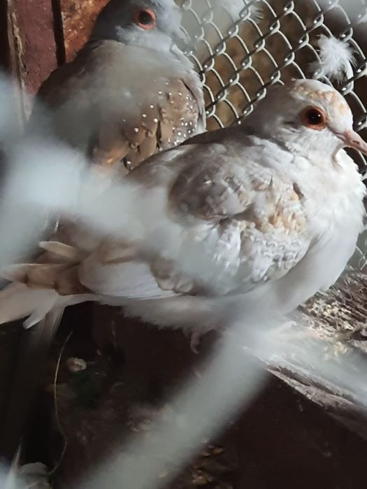 Gołąbki diamentowe sprzedam.