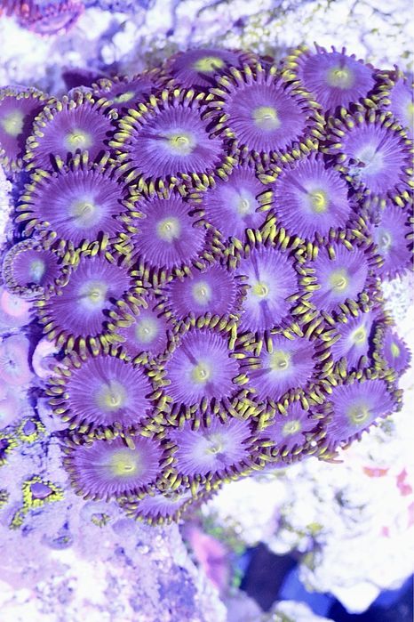 30 Zoanthus Blue Hole 5 polipow  FLUOLAMPS WYSYLKI