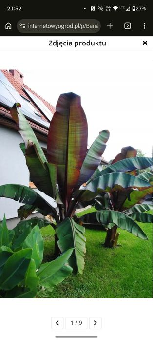 Bananowce essente ventricosum maurelii