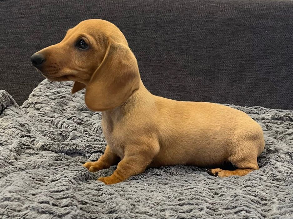 Teckel Femea miniatura !!