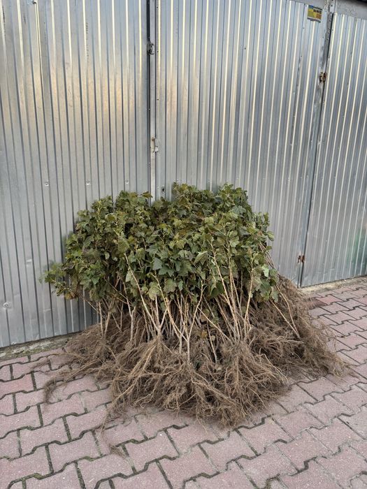 Sadzonki porzeczki czarnej