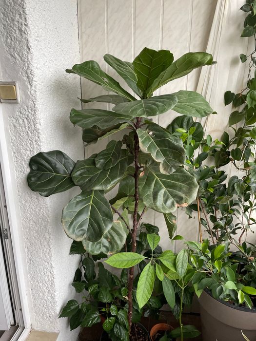 Продам фікус лірата