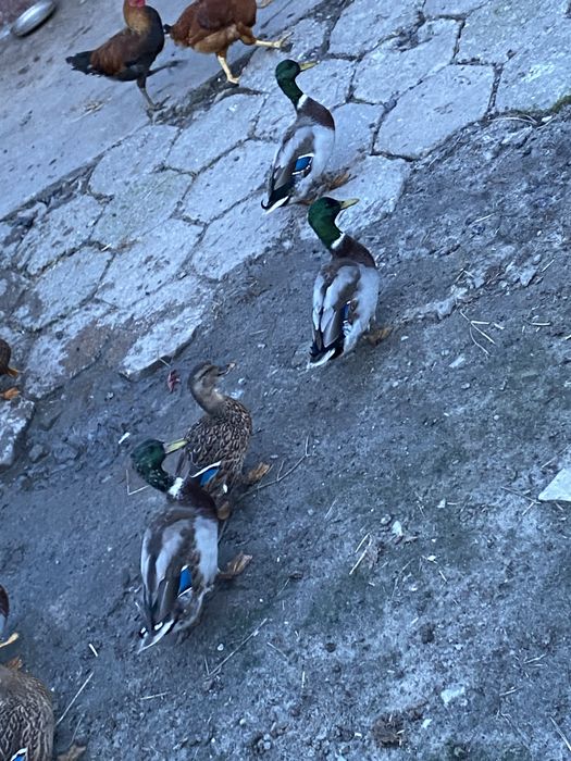 Sprzedam 3 dzikie kaczory