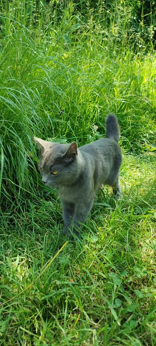 Віддам котика, Кути, Косів, Вижниця