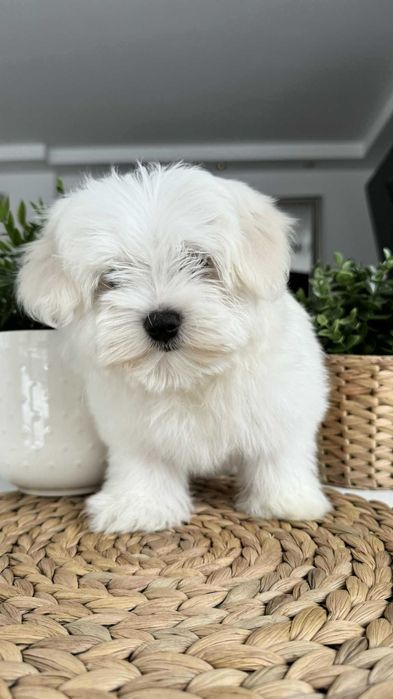 Śliczny Piesek Maltańczyk z Rodowodem Chipem